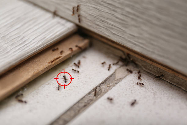 Best Pest Prevention Services  in Atkinson, IL